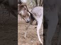 #donkey #youtubeshorts #shortvideo #donkeyrescue