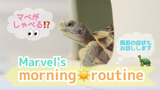 リクガメ🐢マーベルのモーニングルーティン☀️