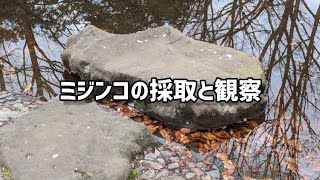 公園でミジンコ採取＆観察【スマホで顕微鏡】