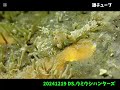 diving shopウミウシハンターズ 20241219③ 城ヶ島水域のウミウシ