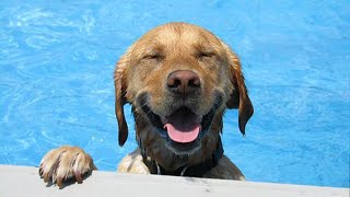 Funniest Dogs Playing with Water Compilation of 2024