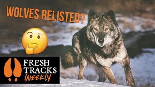 Wolves are Cuddly | Fresh Tracks Weekly (Ep.3)