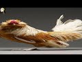 5 Most Beautiful Chickens/Roosters In The World! #shorts