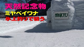 ★日本で唯一ここだけの釣り　只今然別湖の氷上釣りに夢中　2021年   DAY2★　天然記念物のミヤベイワナを氷上で狙う　北海道十勝鹿追町　（対象魚：ミヤベイワナ・サクラマス・ニジマス・ワカサギ）