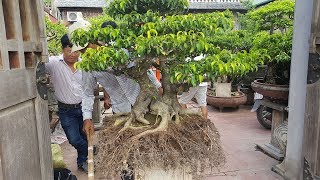 bonsai tree - Cách thay đất cho cây sanh tiền tỷ như thế nào?