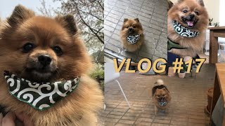 #17 Vlog 댕댕이와 함께하는 하루들 같이 | 투표하러가기, 댕푸치노 편