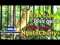 CIAK CIAK JOSS KECIAL KUNING GACOR GESIT SATU INI | BIKIN KECIAL LEBIH CEPAT RAJIN BUNYI DAN GACOR