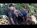 shepherd boys finding chayote roots in the jungle || shepherd life of Nepal ||