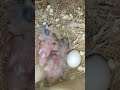 #shorts #sherikum njettipoi #finches #white finches #chicks # new hatch story #morning surprise