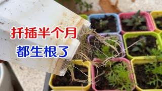 细叶美女樱和漂亮的菊花盆栽，给过冬做备份