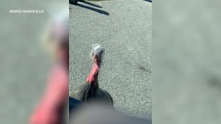 Aggressive turkey terrorizing residents of Ottawa neighbourhood