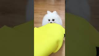 How much is the banana in the video? #funny #nico #dog #funnycute