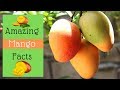 Top 40 Amazing Mango Facts - Interesting Mango Facts