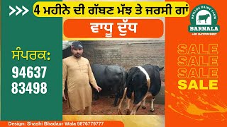 94637-83498,, 4 months gaaban ਚੈਕ ਮੱਝ ਤੇ ਗਾ 1 ਜਰਸੀ calf sale @DhillonDairyFarmBarnala