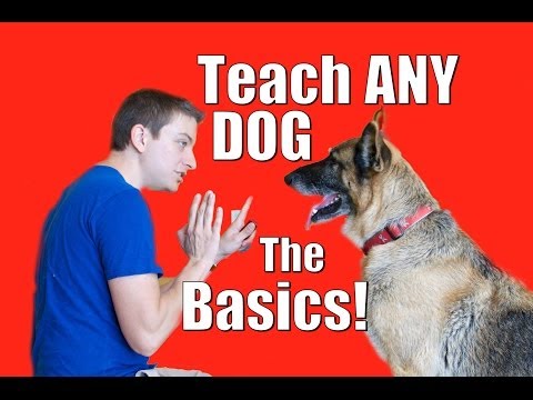 Dog Training 101: How to Train ANY DOG the Basics Dog Training 101: How to Train ANY DOG the Basics