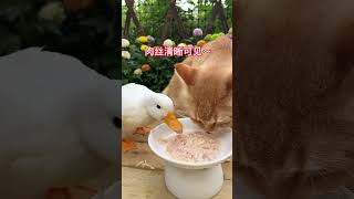 下午茶☕️：野性魅力的零食罐头#柯尔鸭 #猫咪 #金条与土匪鸭