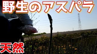 野生のアスパラを食べる