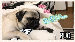 眠いパグ❣️寝ていてもすぐに反応するチワックスと反応が鈍くなるパグ [PUG ando MIX]