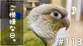 【ウロコインコ】よも日記#113