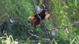 LESSER COUCAL in spread-eagle pose, like an airplane!