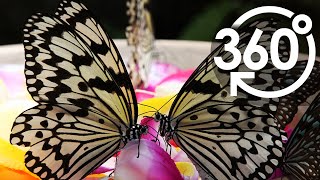 【いきもの目線】オオゴマダラ ／ 360lives　Tree nymph butterfly