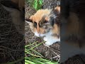 土の上を歩く＆木で爪を研ぐ猫ミキコちゃん［2024年6月6日 午後］🏡☀️🌿🌳🪵🐈💅😻😍💕💖