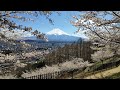 富士山櫻花季 4k