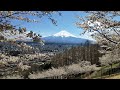 富士山櫻花季 4k