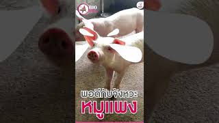 หมูร้อยโลง่ายๆ แค่ใช้ไบโอพิกก์