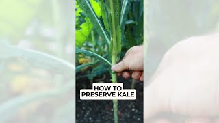 How to Preserve Kale 🌿 #shorts