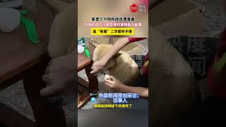 家里三只狗狗接连遭毒害，仅剩的这只小狗变得对食物极为敏感，连“有毒”二字都听不得