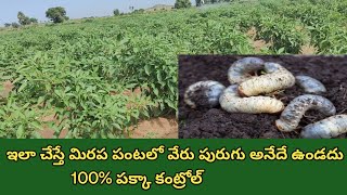 మిరపలో వేరు పురుగు నివారణ | veru purugu nivarana in Telugu | white grub control in chilli crop