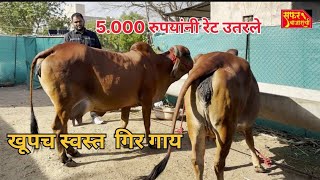 येथे मिळतात फक्त २०.००० रुपयात गिर गाय खूपच स्वस्त गिर गाय #गिरगाय #gircowprice#gir#cow#सफरबाजाराची