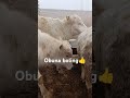 chorva angus farming greford animals smental sharalel angus greford smental molari 😡 😡😡🤬😡🤬😡🤬 👍