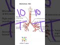 Anatomy Thorax 265 Bronchial Tree Lung viva