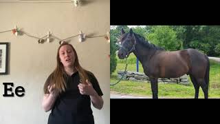 Equine Coat Colors and Genetics Part 1