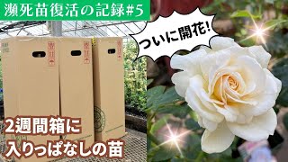 瀕死苗復活の記録#5　ついに開花!ハダニ対策【9月13日撮影】