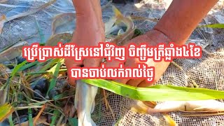 ប្រើប្រាស់ដីស្រែនៅជុំវិញ ចិញ្ចឹមត្រីឆ្លាំង៤ខែបានចាប់លក់រាល់ថ្ងៃ/ Fish farm