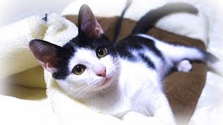 子猫の猫カビが治ったのに相方に相手にされず寂しがる捨て猫