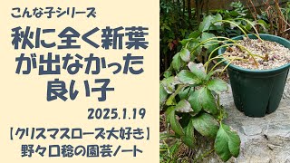 2025.1.19 秋に全く新葉が出なかった良い子