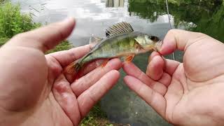 🎣 Pêche d'une petite perche au coup du soir - (HD)