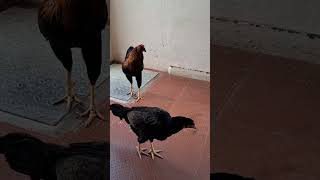 கோழி மேல வண்டிய ஏத்தனுமா🤣#funny_chicken #kozhi_koothugal #trending #youtubeshorts#shortsfeed #shorts