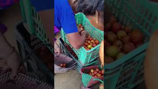 என்னது ஒரு கிலோ தக்காளி 80 ரூபாயா 😇🥳 1kg tomato 80 rupee 😯#tomato #trending #funny #fun