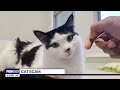 texas woman sentenced in multi million dollar scheme that defrauded cat owners fox 7 austin