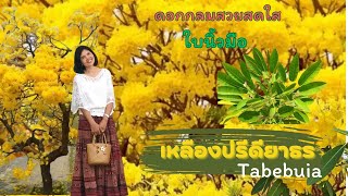 Tabebuia เหลืองปรีดียาธร ใบนิ้วมือ ดอกกลมสวย เพาะง่ายโตไว