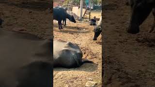 Ola Tu Pee Le 🐃ka mood #viral #shorts #shortsvideo #tapasvlogs #trending #buffalo