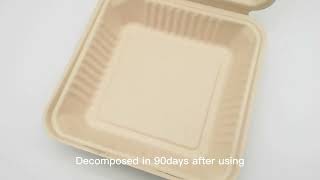 Sustainable Biodegradable Sugarcane Bagasse Plant Based 9 Inch Clamshell Box