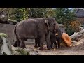 ELEPHANTASTIC pumpkin party | Artis Zoo Amsterdam