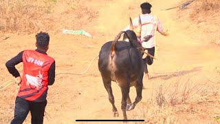 Furious Jallikattu bull running, MSG Local leader