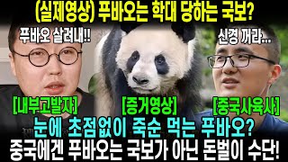 [1월 21일 브이로그] 푸바오의 건강은 거짓말? 중국의 두 얼굴! 숨기고 있는 선수핑 판다기지 상황, 실제영상포함